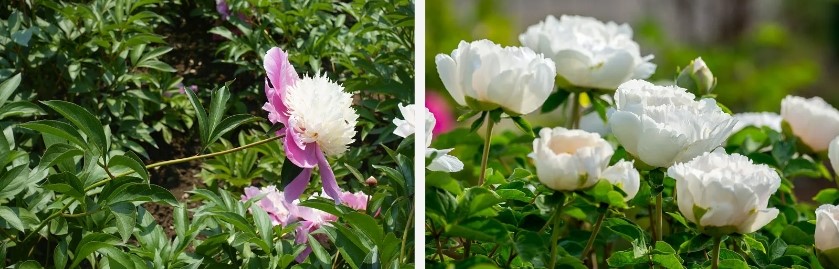 White peony extract Powder.jpg